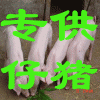 供應5000頭小豬仔！