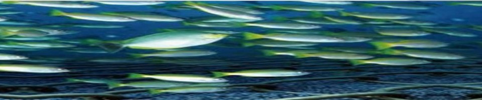 水產養殖—養鸚鵡魚的硬件設施