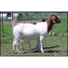 出售波爾山羊母羊
