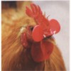 雞眼鏡，雞用眼鏡，畜牧雞眼鏡，養殖雞眼鏡