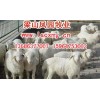 山東小尾寒羊多少錢一只山東小尾寒羊養(yǎng)殖基地