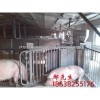 供廠家直銷電子飼喂站母豬智能化管理飼喂系統