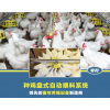 種雞盤式自動喂料系統